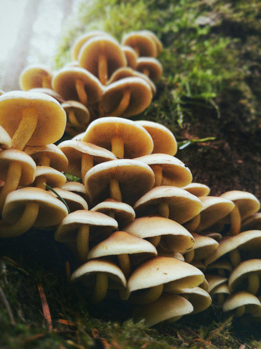 Fungi 101: Unearthing Mycelium’s Mysteries
